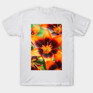 Lilium  'Cooper's Crossing'  Lily	Asiatic lily T-Shirt